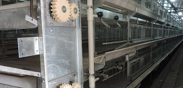 夏季規?；B雞舍通風的模式探討